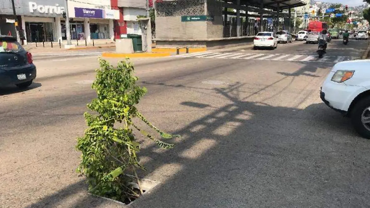 Acapulco rama de arbol en coladera